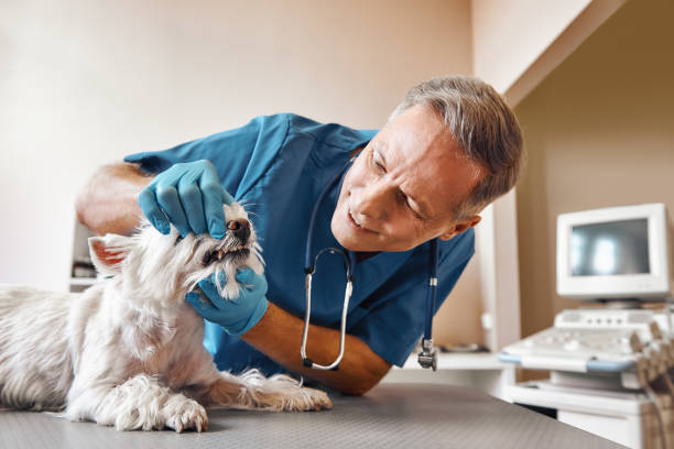 Best Pediatric Emergency Dentist in Chilhowie, VA